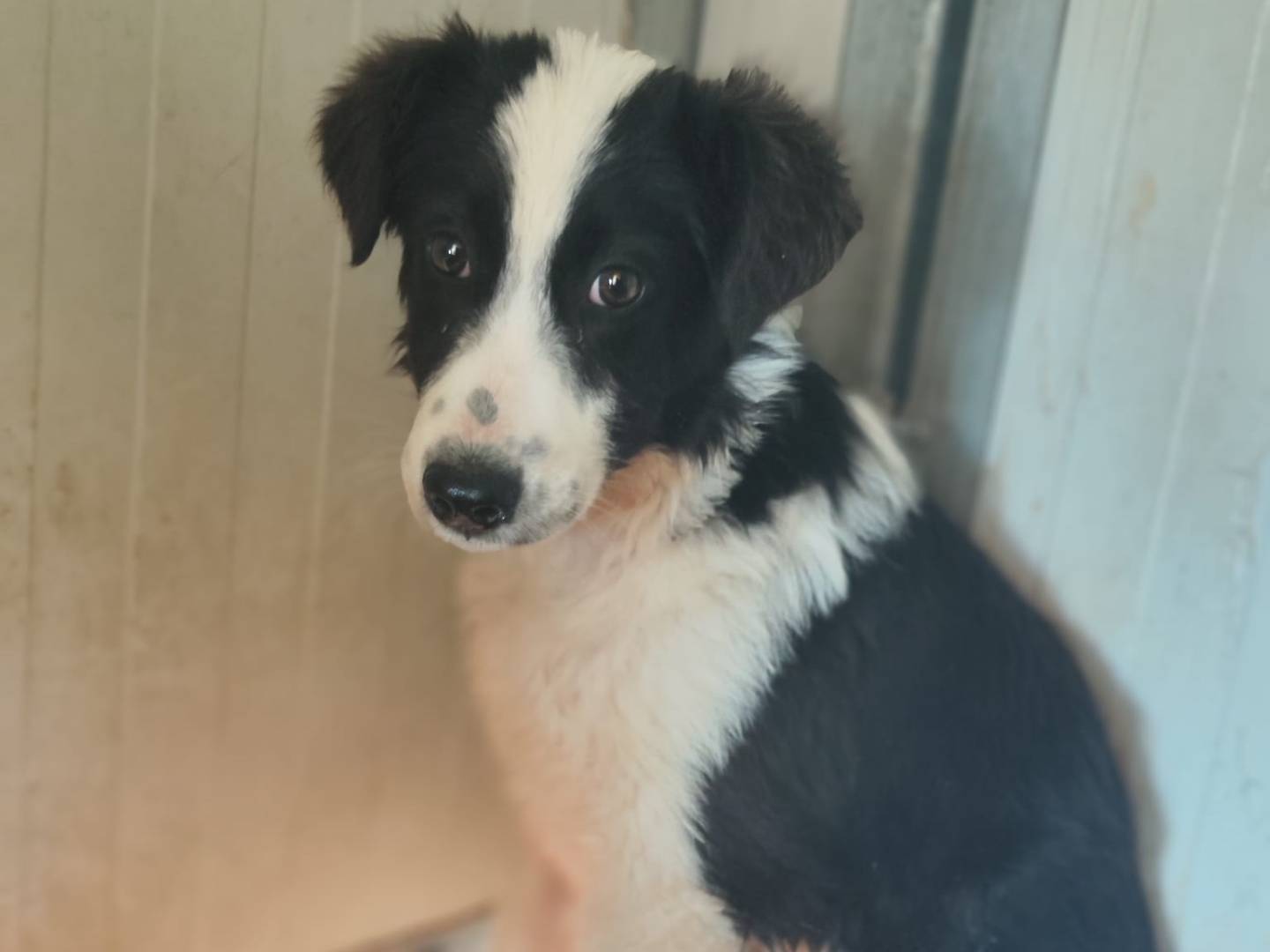 Adozione cane, maschio, Border Collie Razza sconosciuta, 2 mesi, taglia media, Trapani