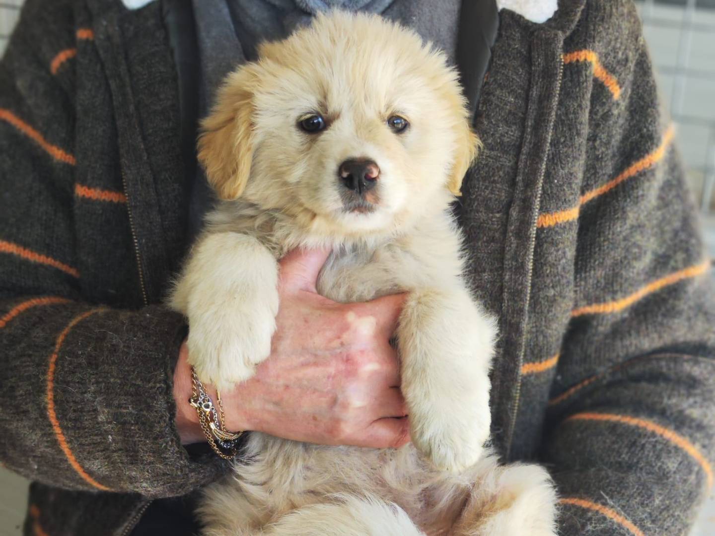 Adozione cane, maschio, Golden Retriever Razza sconosciuta, 2 mesi, taglia media, Trapani