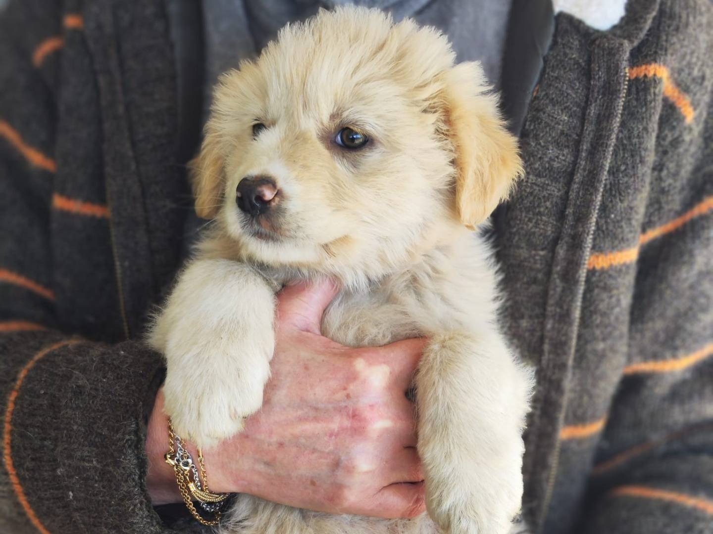 Adotta un cane, taglia media, maschio, Trapani