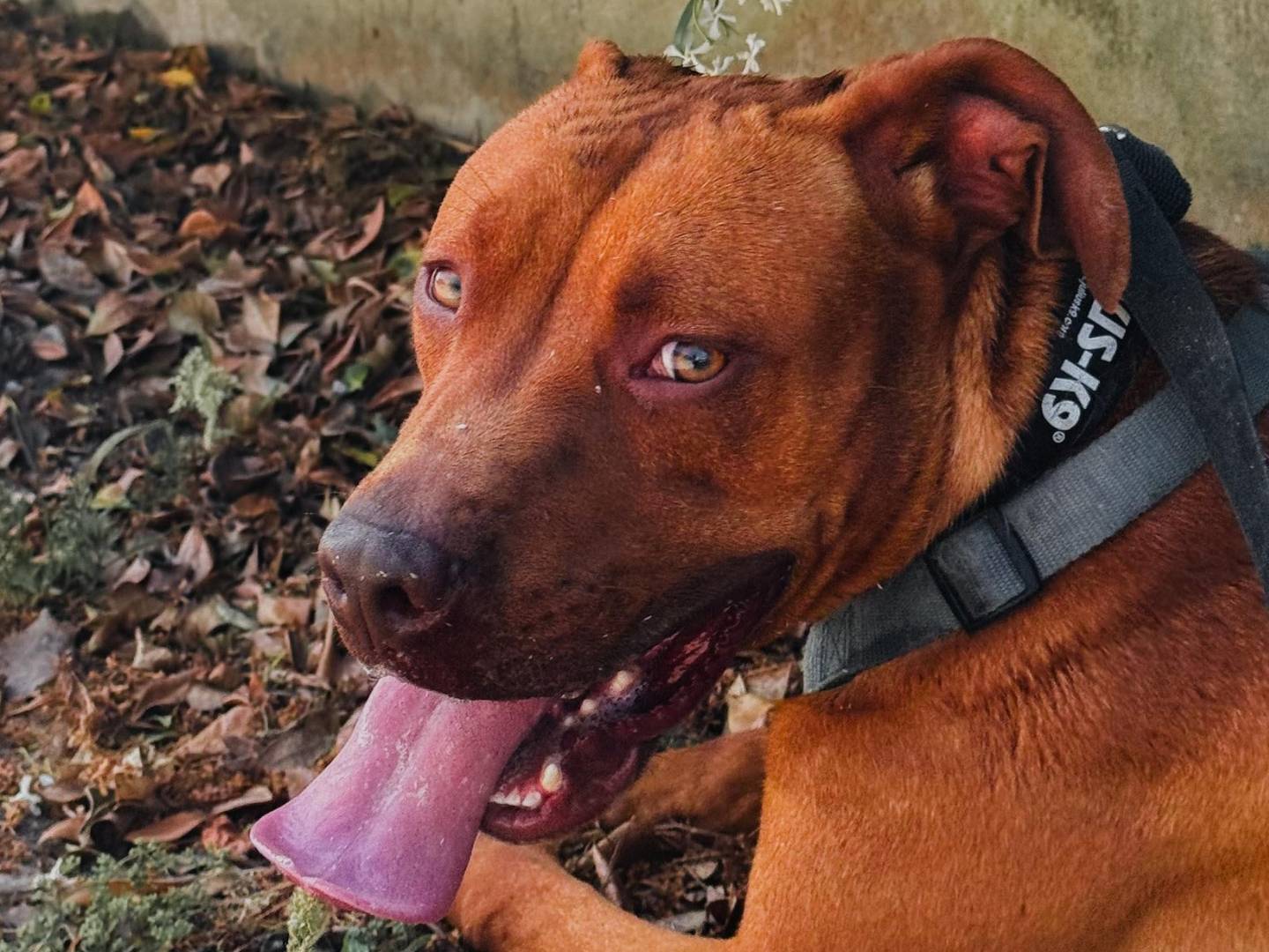 Adotta un cane, maschio, 2 anni e 1 mese, Caserta