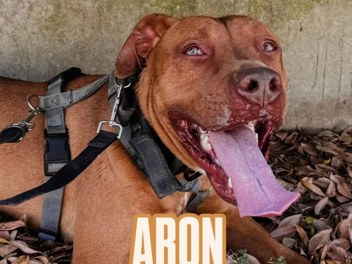 Adotta un cane, taglia media, maschio, Caserta