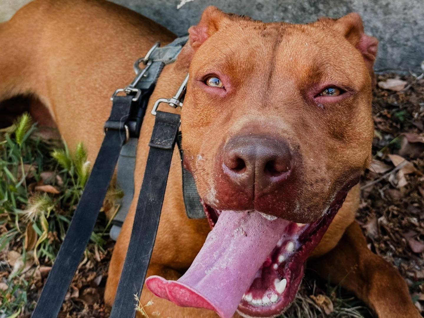 Vuoi adottare un cane a Caserta?