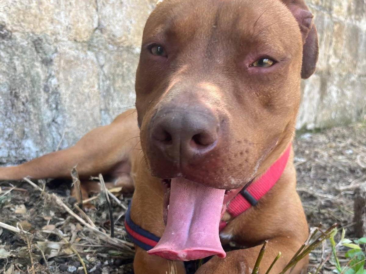 Adotta il cane ARON a Caserta