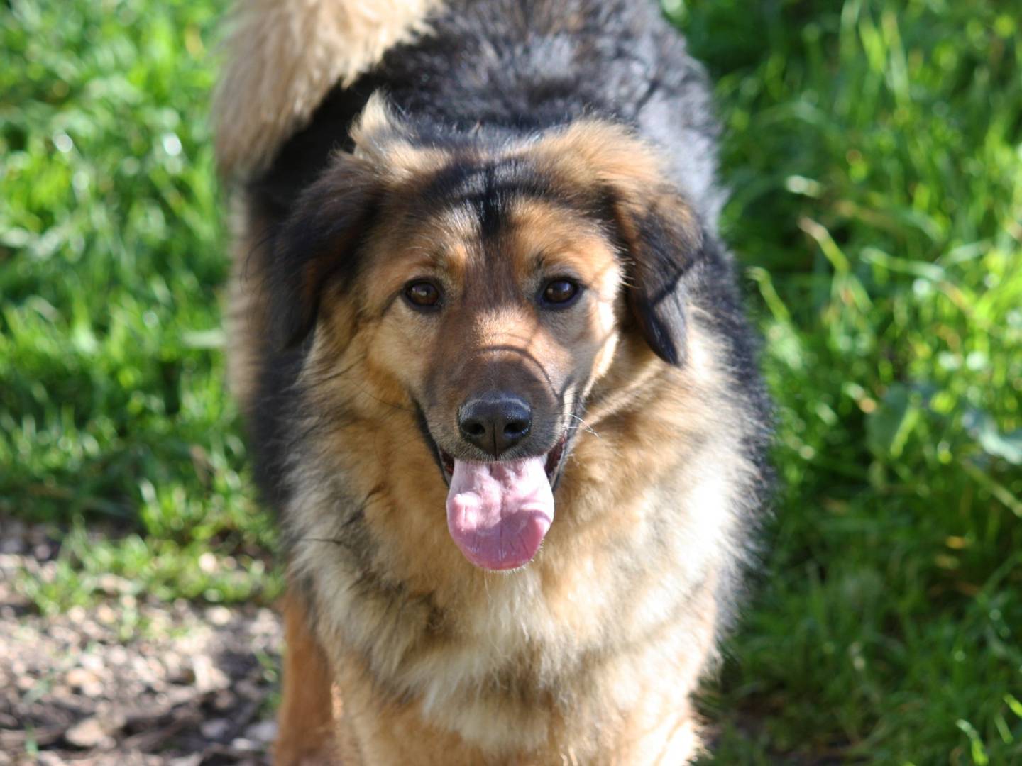 Adozione cane, femmina, Border Collie Razza sconosciuta, 1 anno e 8 mesi, taglia media, Bari