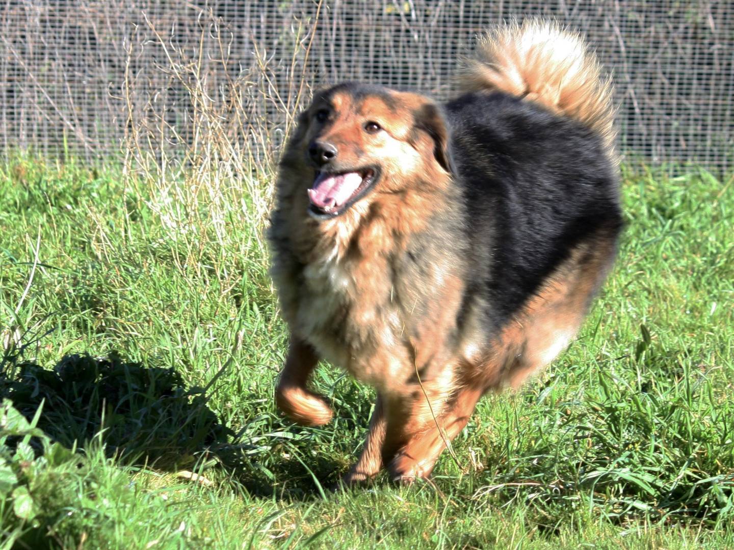 Adotta un cane, femmina, 1 anno e 8 mesi, Bari