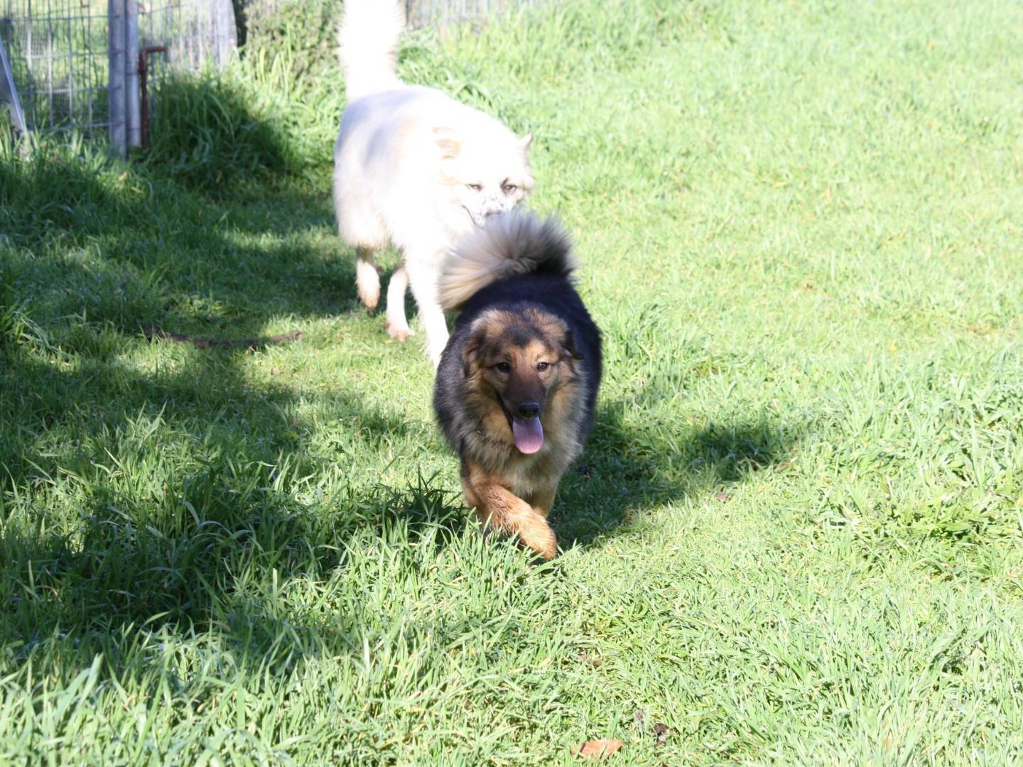 Adotta il cane Enza a Bari