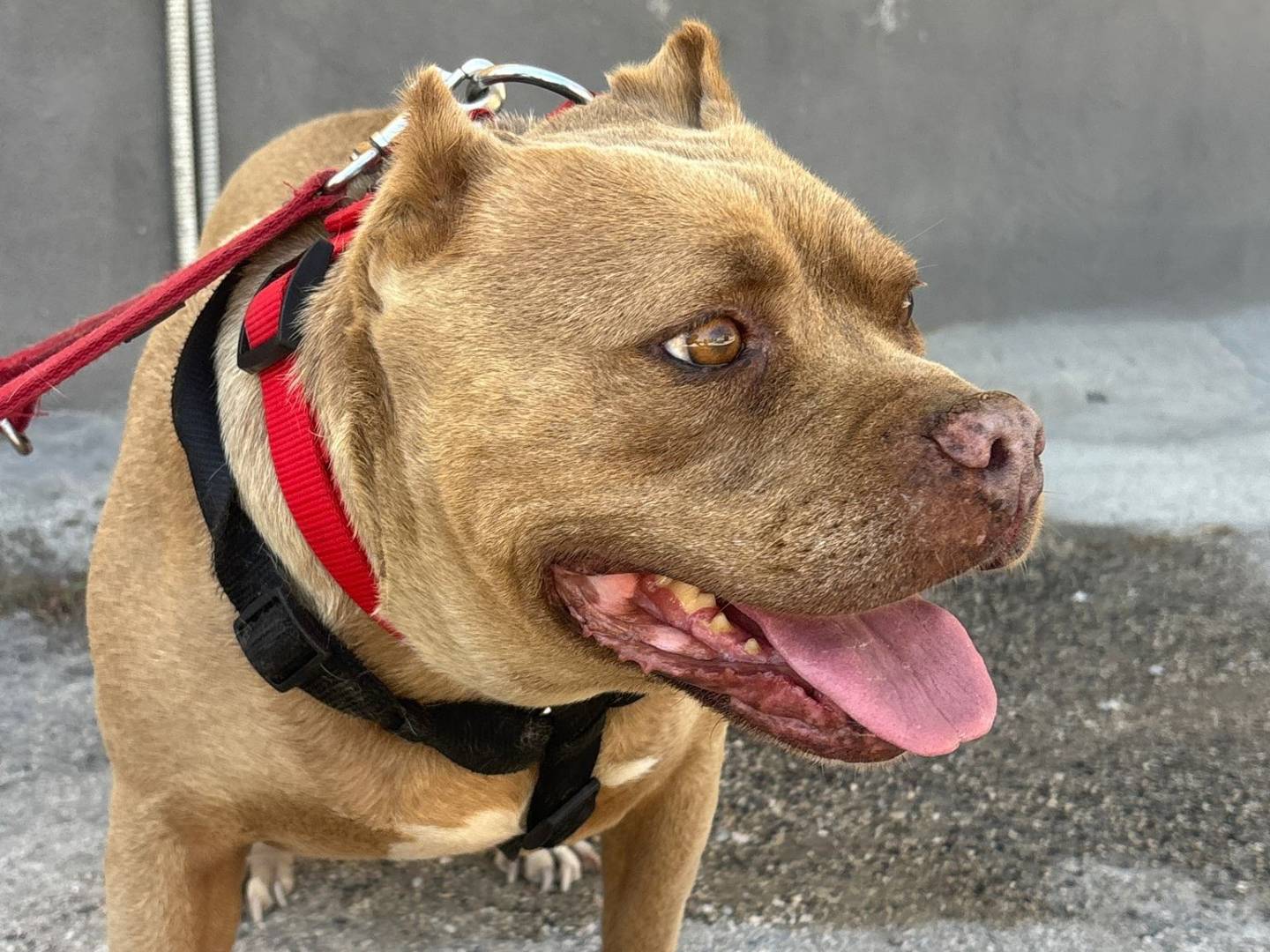 Adotta un cane, taglia media, femmina, Caserta