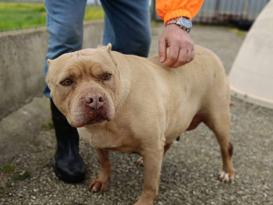 Vuoi adottare un cane a Caserta?