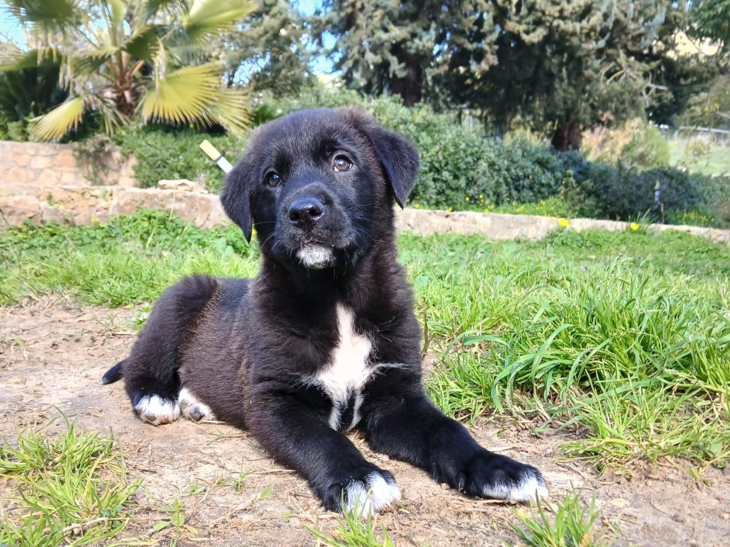 Adozione cane, maschio, Razza sconosciuta Razza sconosciuta, 1 mesi, taglia media, Agrigento