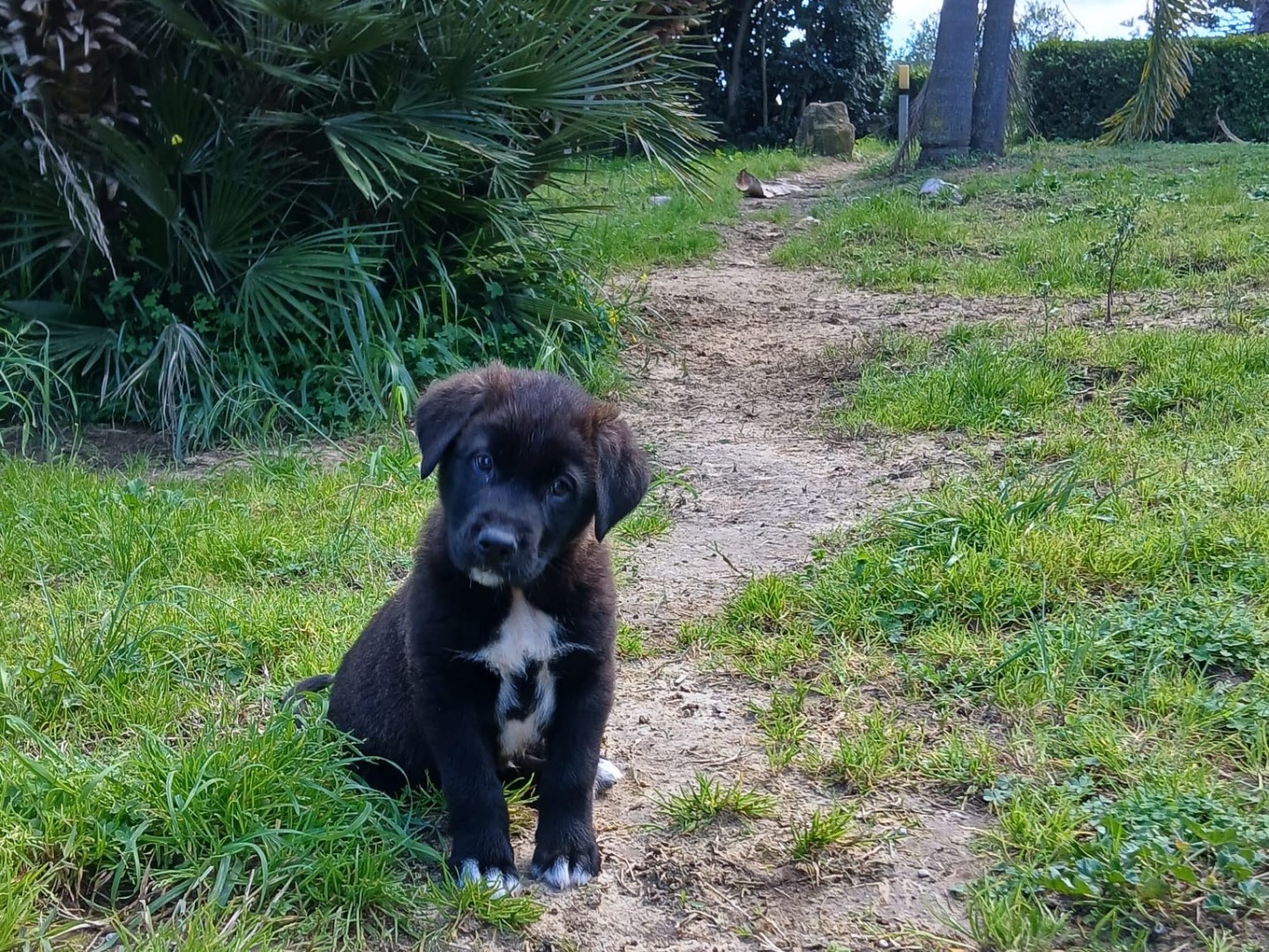 Adotta un cane, maschio, 1 mesi, Agrigento