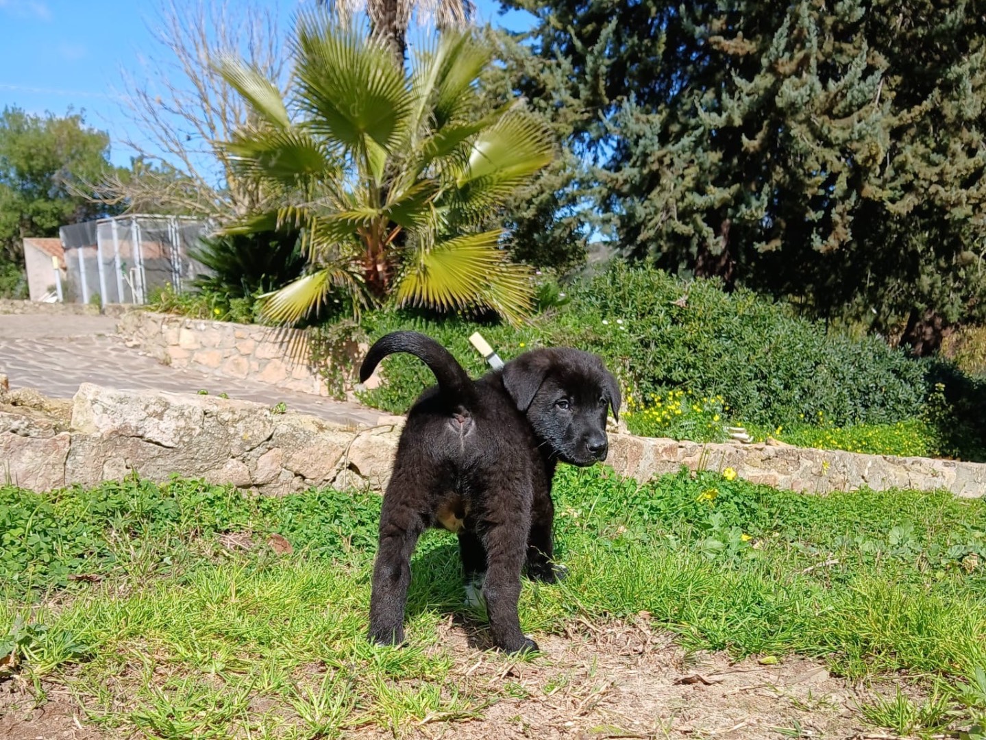 Adotta un cane, taglia media, maschio, Agrigento