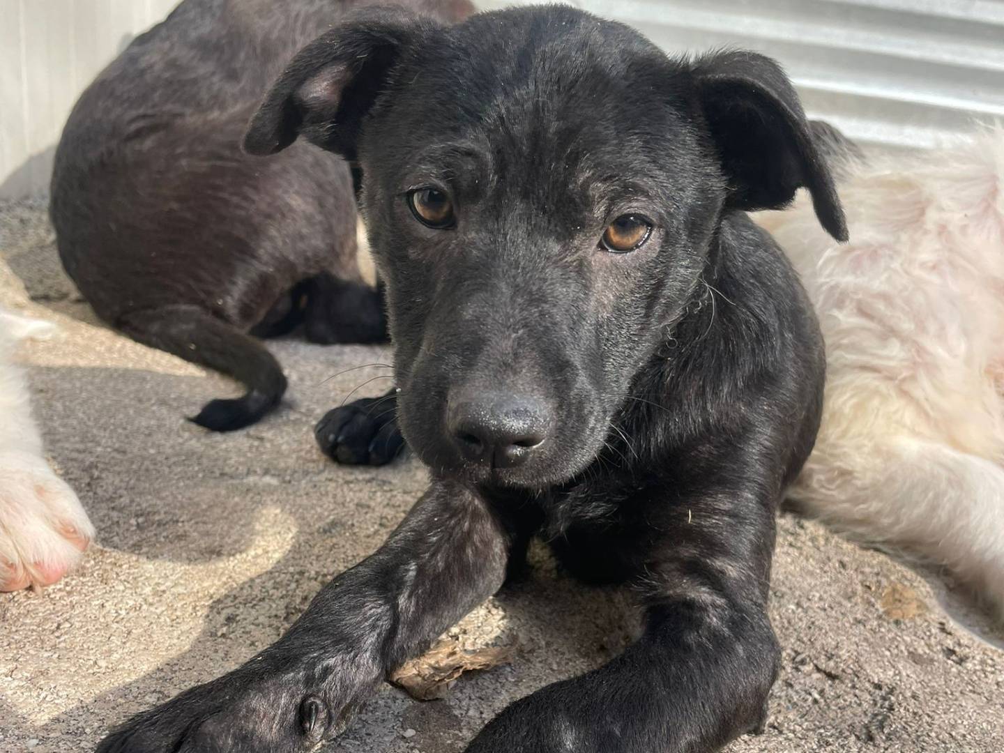 Adozione cane, maschio, Razza sconosciuta Razza sconosciuta, 3 mesi, taglia media, Frosinone