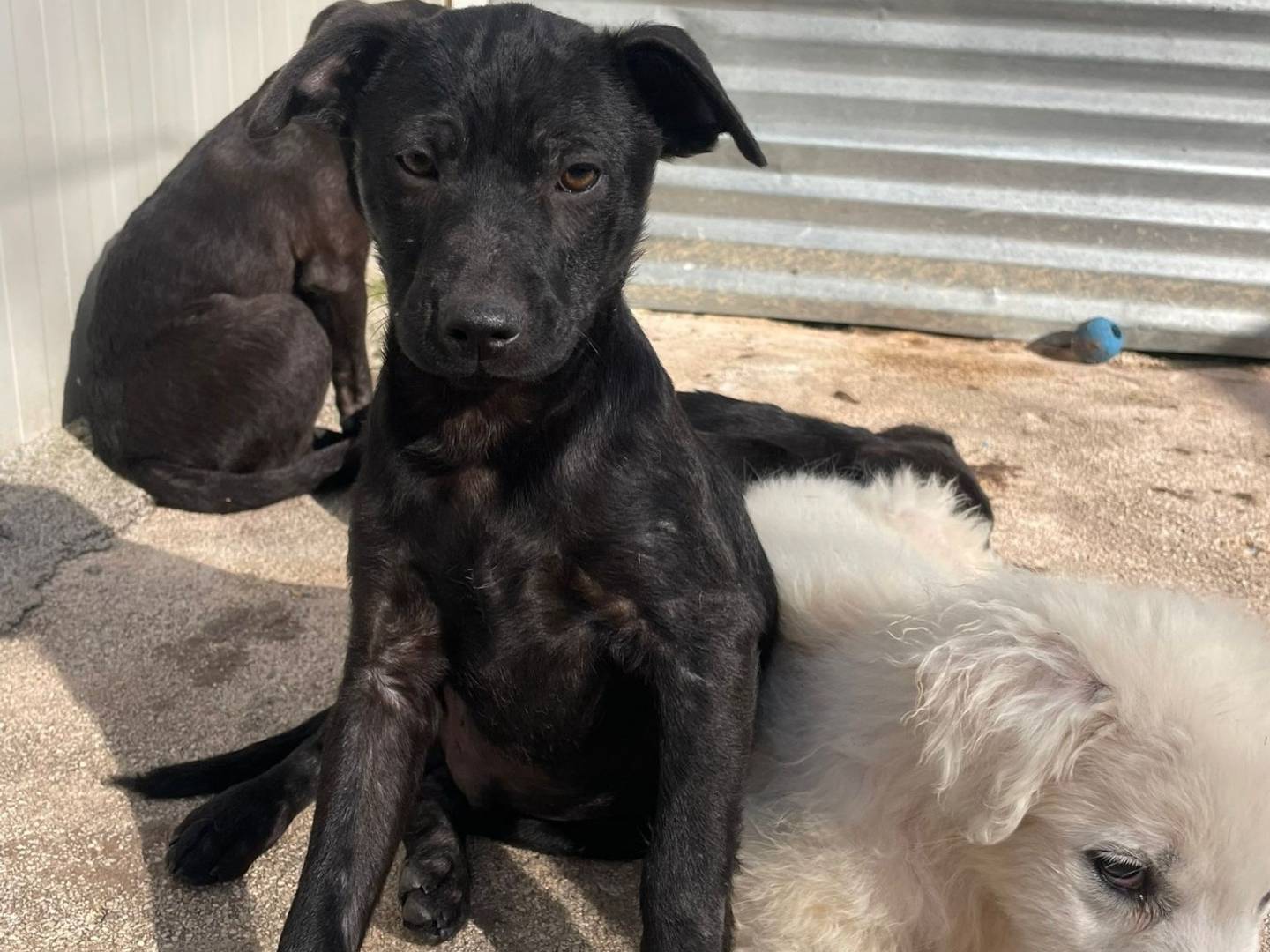 Adotta un cane, taglia media, maschio, Frosinone