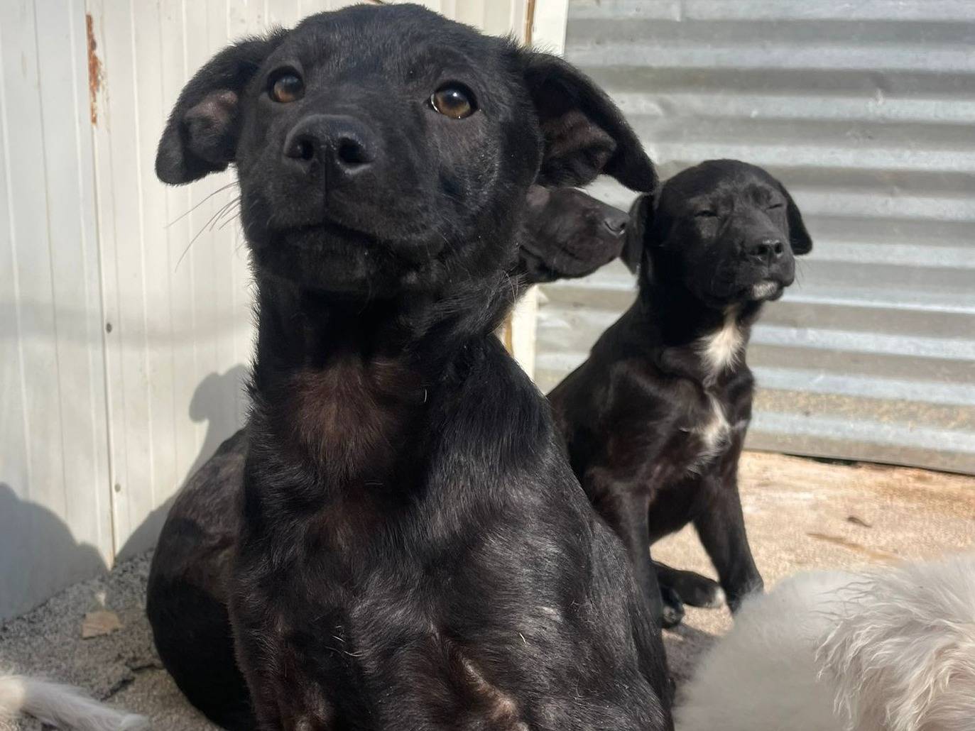 Vuoi adottare un cane a Frosinone?