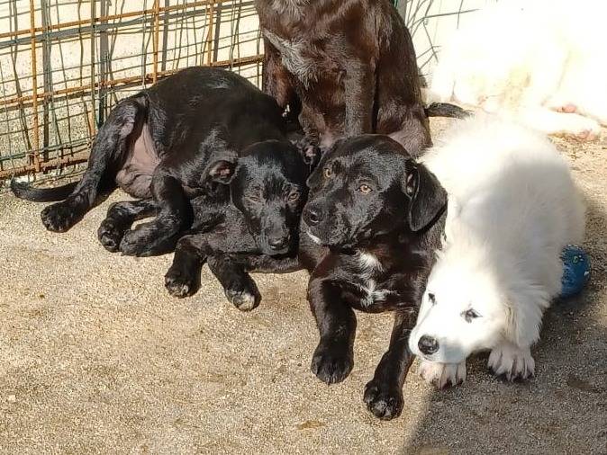 Adotta il cane THEODORE a Frosinone