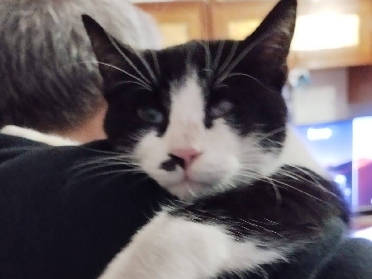 Adotta un gatto, femmina, 1 anno e 2 mesi, Barletta