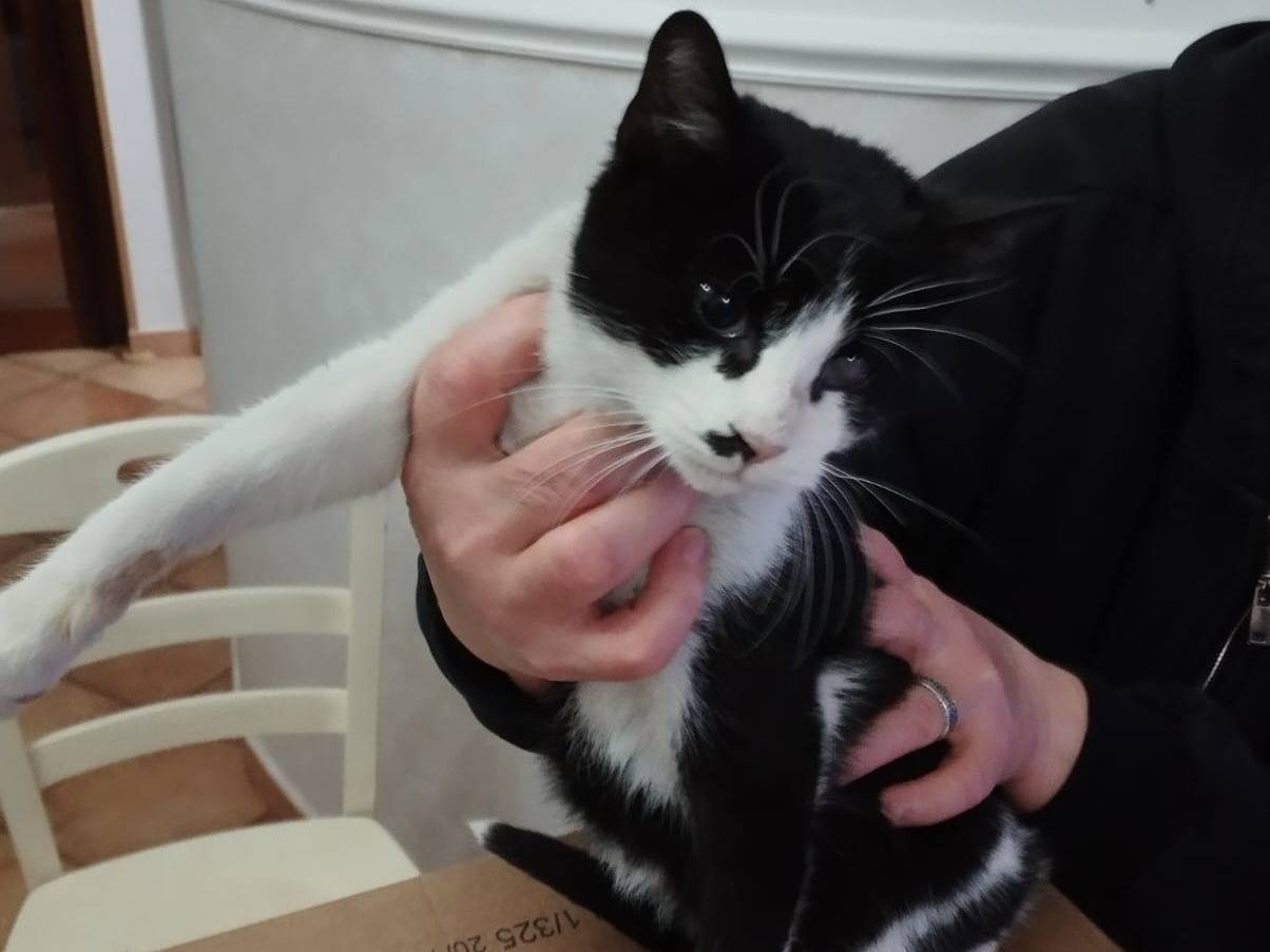 Adotta il gatto Fruttella a Barletta