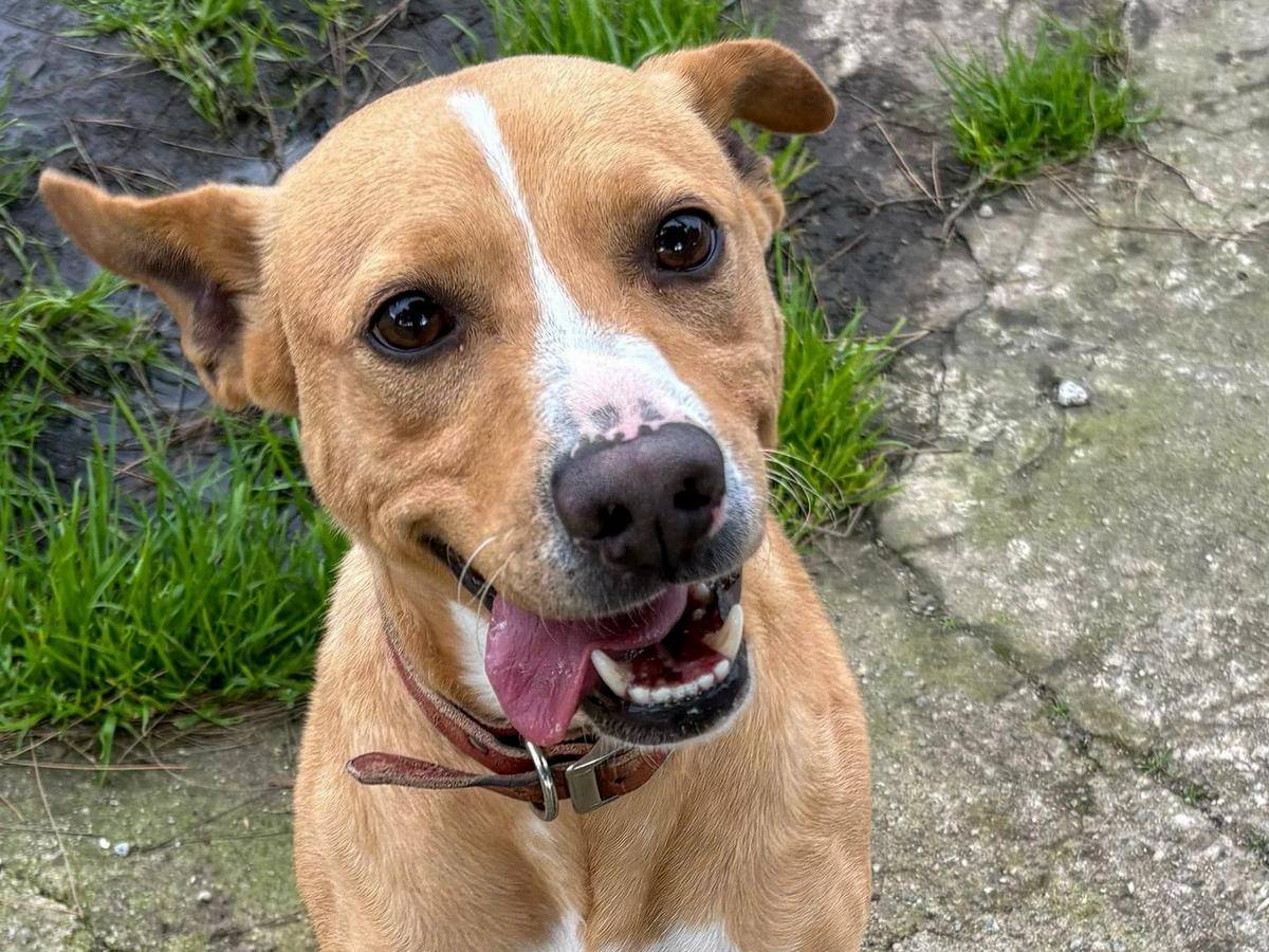 Adozione cane, maschio, Razza sconosciuta Razza sconosciuta, 3 anni, taglia media contenuta, Crotone