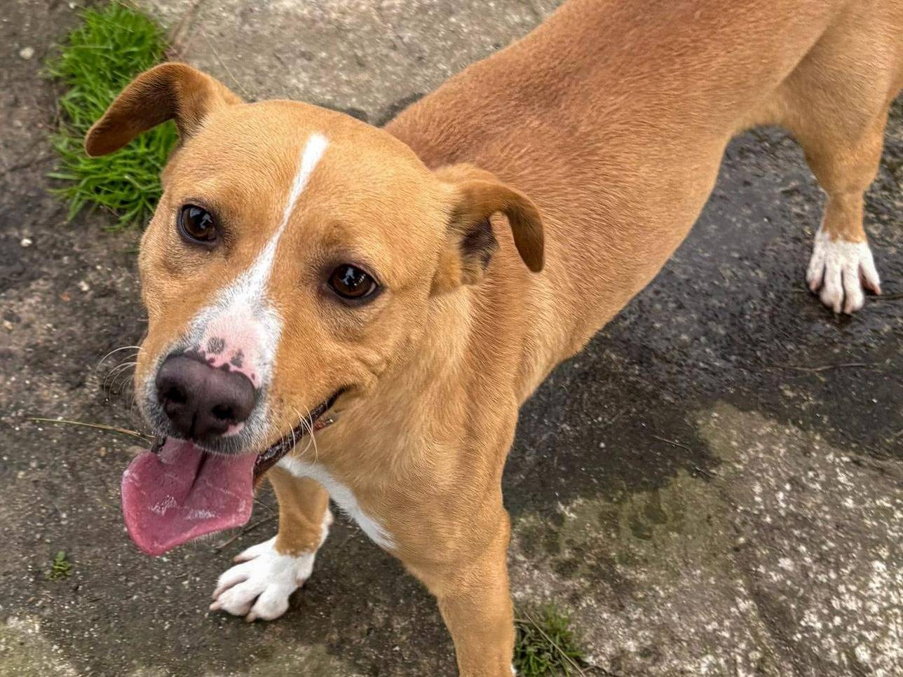 Adotta un cane, maschio, 3 anni, Crotone