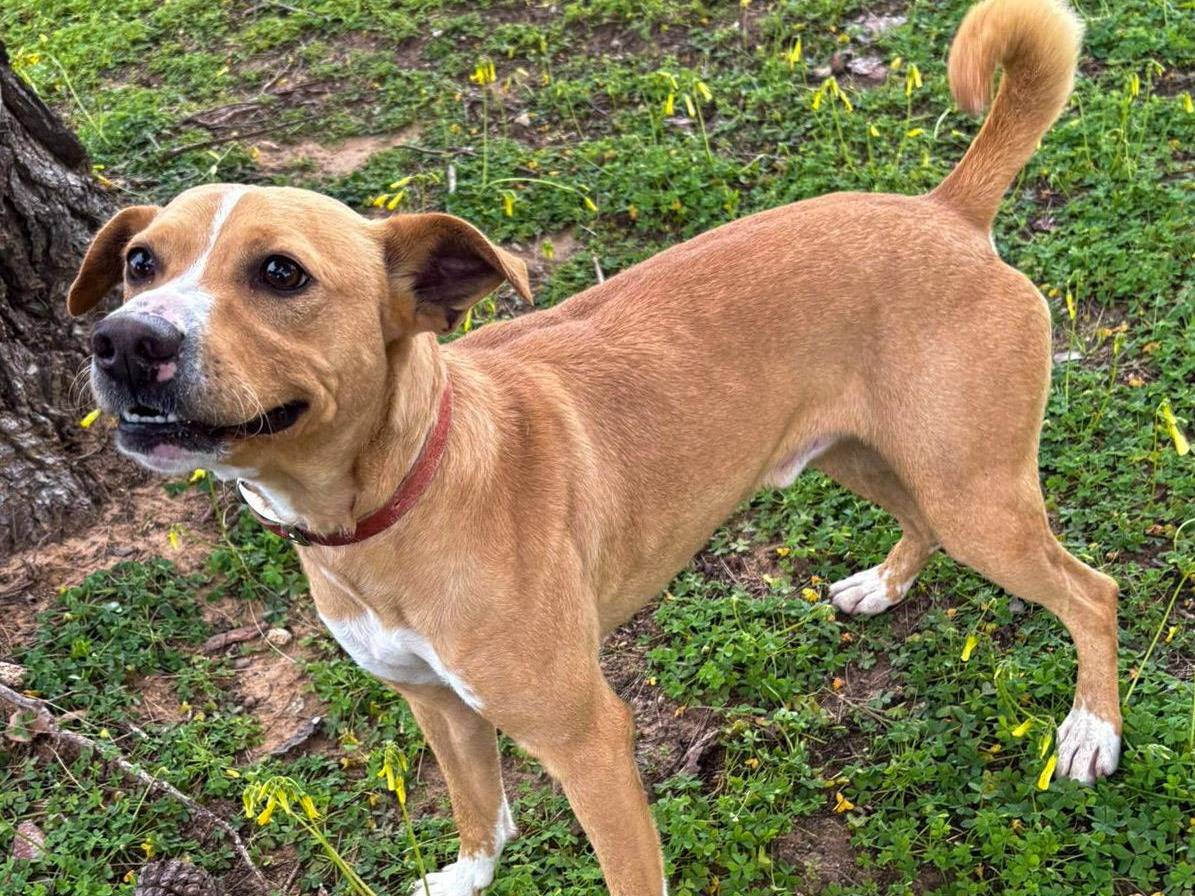 Adotta un cane, taglia media contenuta, maschio, Crotone