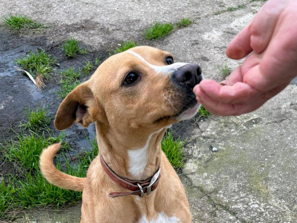 Vuoi adottare un cane a Crotone?
