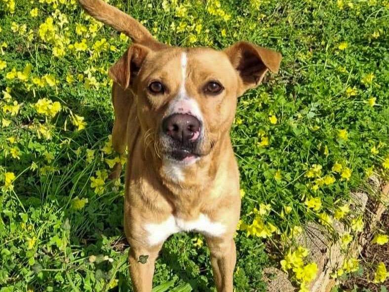 Adotta il cane Spillo a Crotone