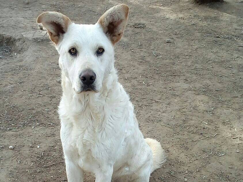 Adozione cane, maschio, Razza sconosciuta Razza sconosciuta, 9 anni e 1 mese, taglia grande, Como
