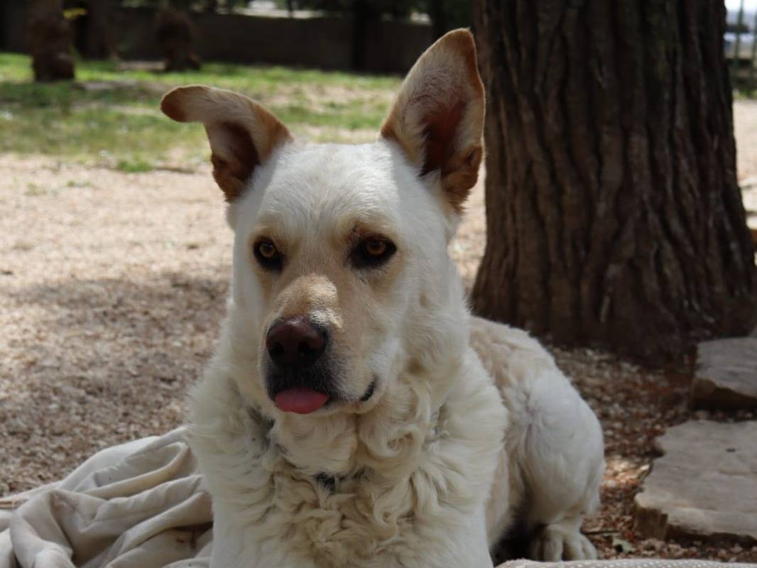 Vuoi adottare un cane a Como?