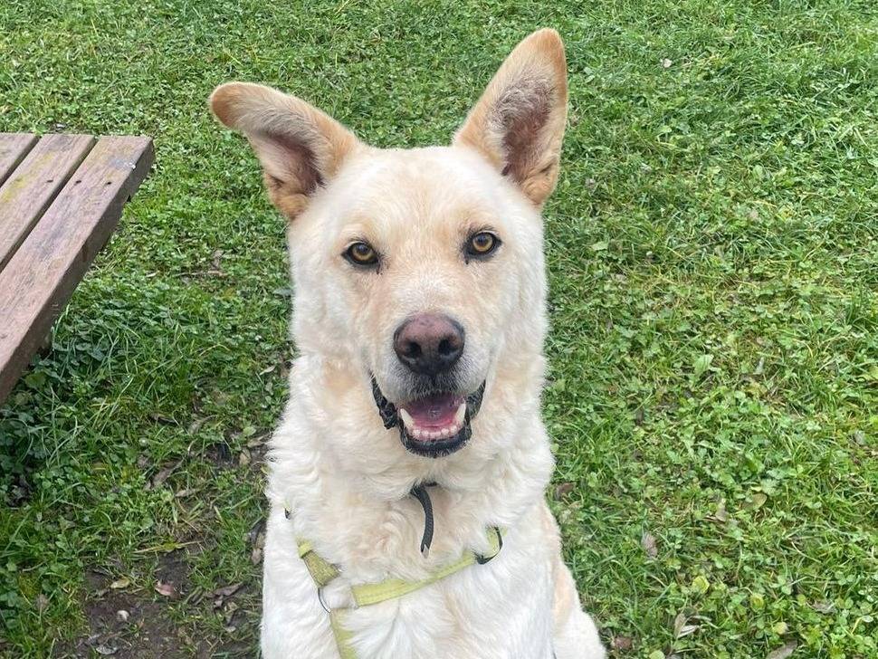 Adotta il cane Rocky a Como