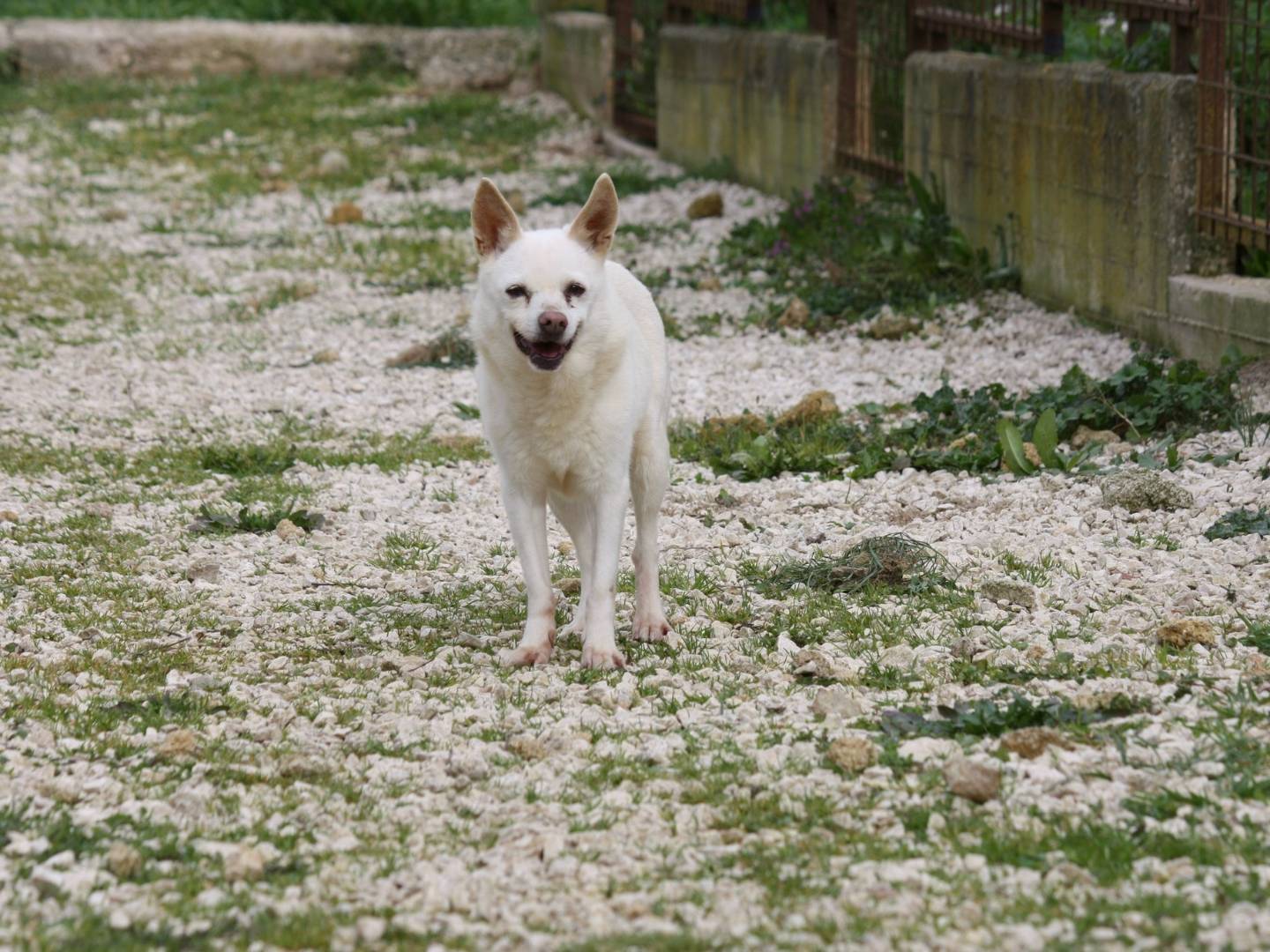 Adozione cane, femmina, Razza sconosciuta Razza sconosciuta, 15 anni e 1 mese, taglia piccola, Bari