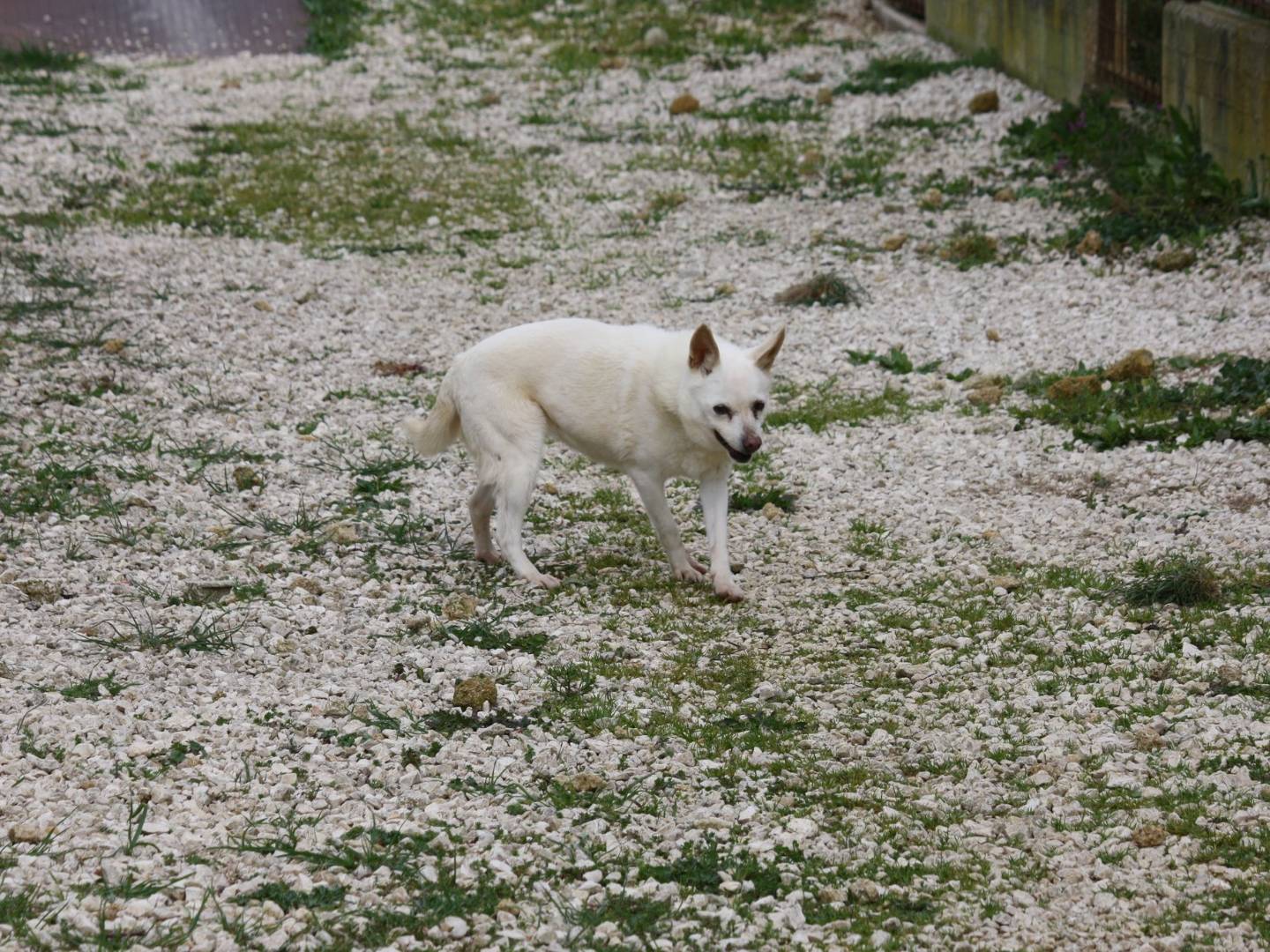 Adotta un cane, taglia piccola, femmina, Bari
