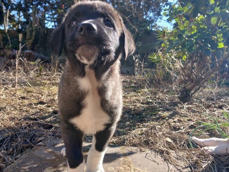 Adotta un cane, maschio, 1 mesi, Agrigento