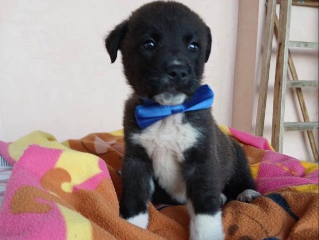 Adotta un cane, taglia media, maschio, Agrigento