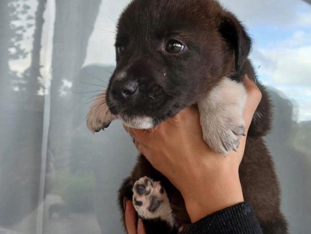 Vuoi adottare un cane a Agrigento?