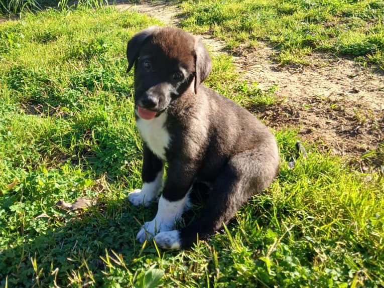 Adotta il cane Alvin a Agrigento