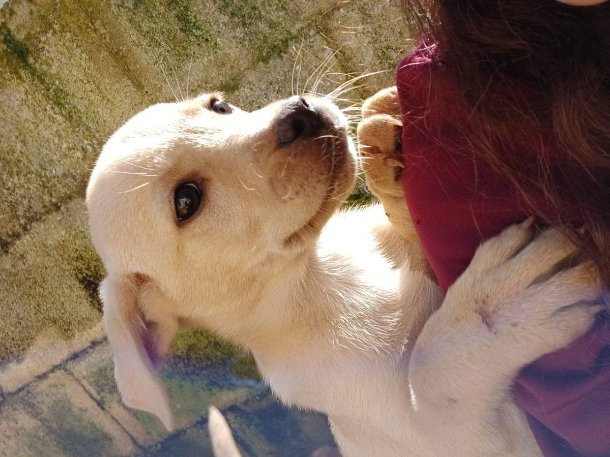 Adotta un cane, maschio, 2 mesi, Lecce