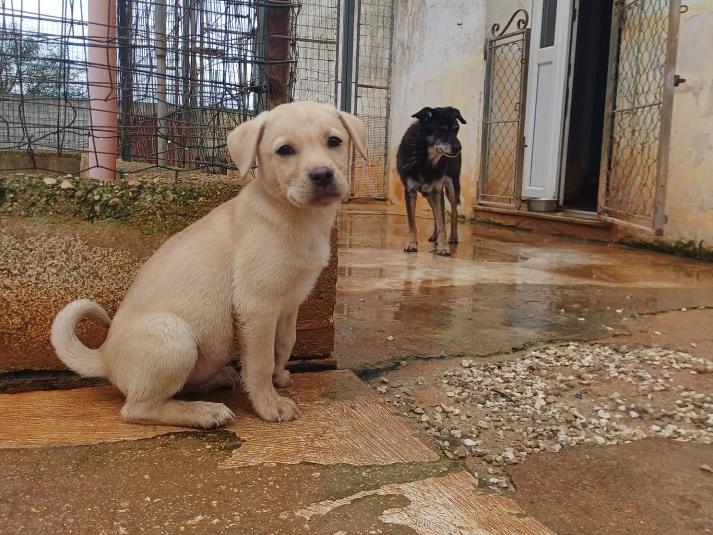 Adotta un cane, taglia media, maschio, Lecce