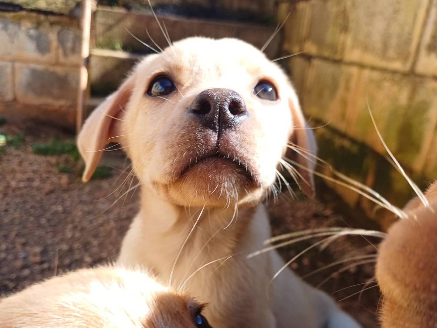 Vuoi adottare un cane a Lecce?