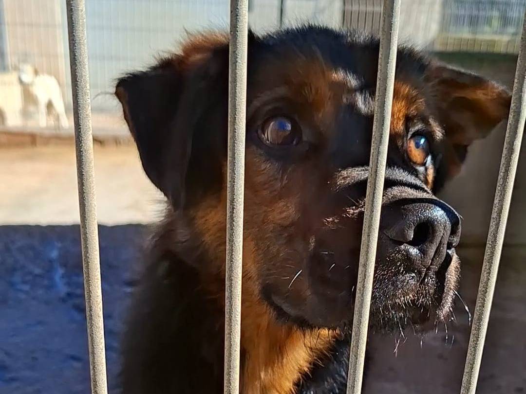 Adotta un cane, maschio, 3 anni e 8 mesi, Bari