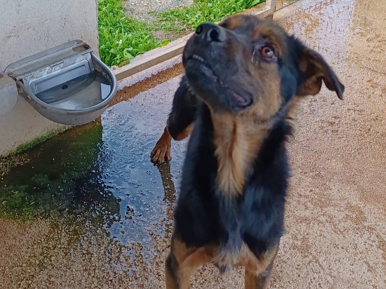 Adotta un cane, taglia media, maschio, Bari
