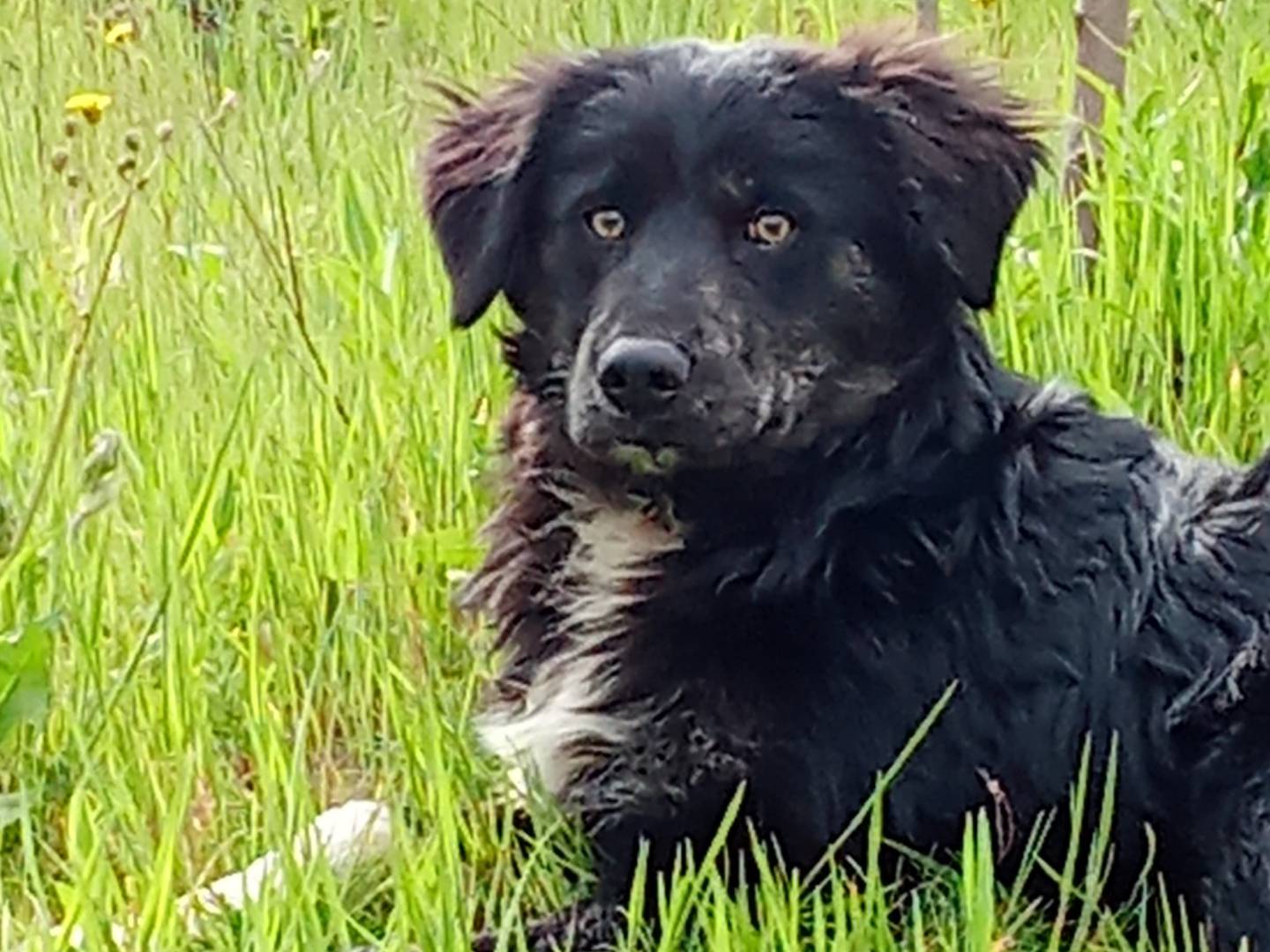 Adozione cane, femmina, Razza sconosciuta Razza sconosciuta, 1 anno e 2 mesi, taglia grande, Bari