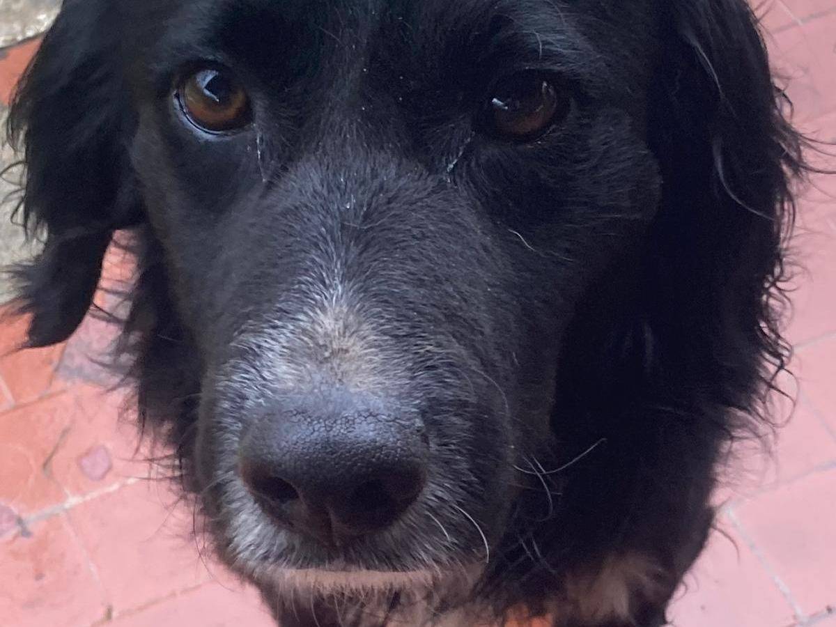 Adotta un cane, maschio, 3 anni e 1 mese, Rieti