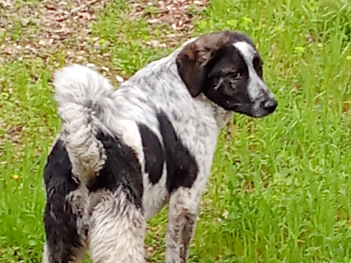 Adozione cane, femmina, Razza sconosciuta Razza sconosciuta, 1 anno e 2 mesi, taglia media, Bari