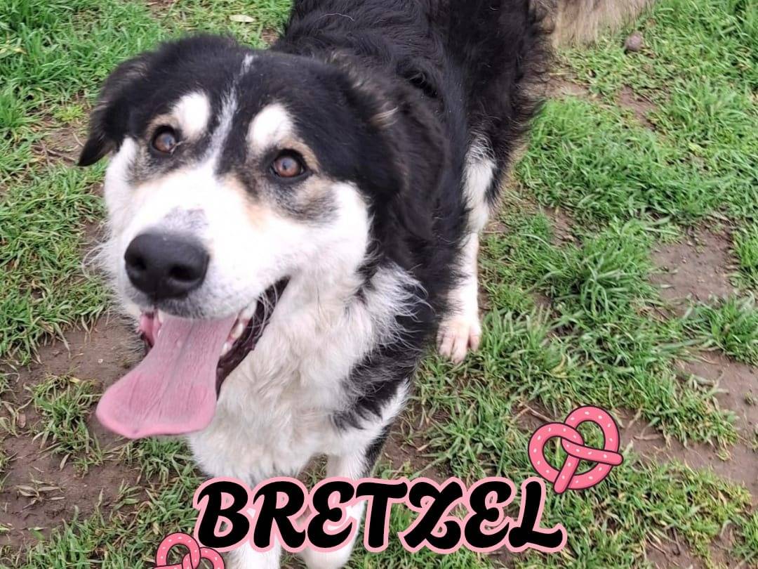 Adotta un cane, femmina, 9 mesi, Crotone