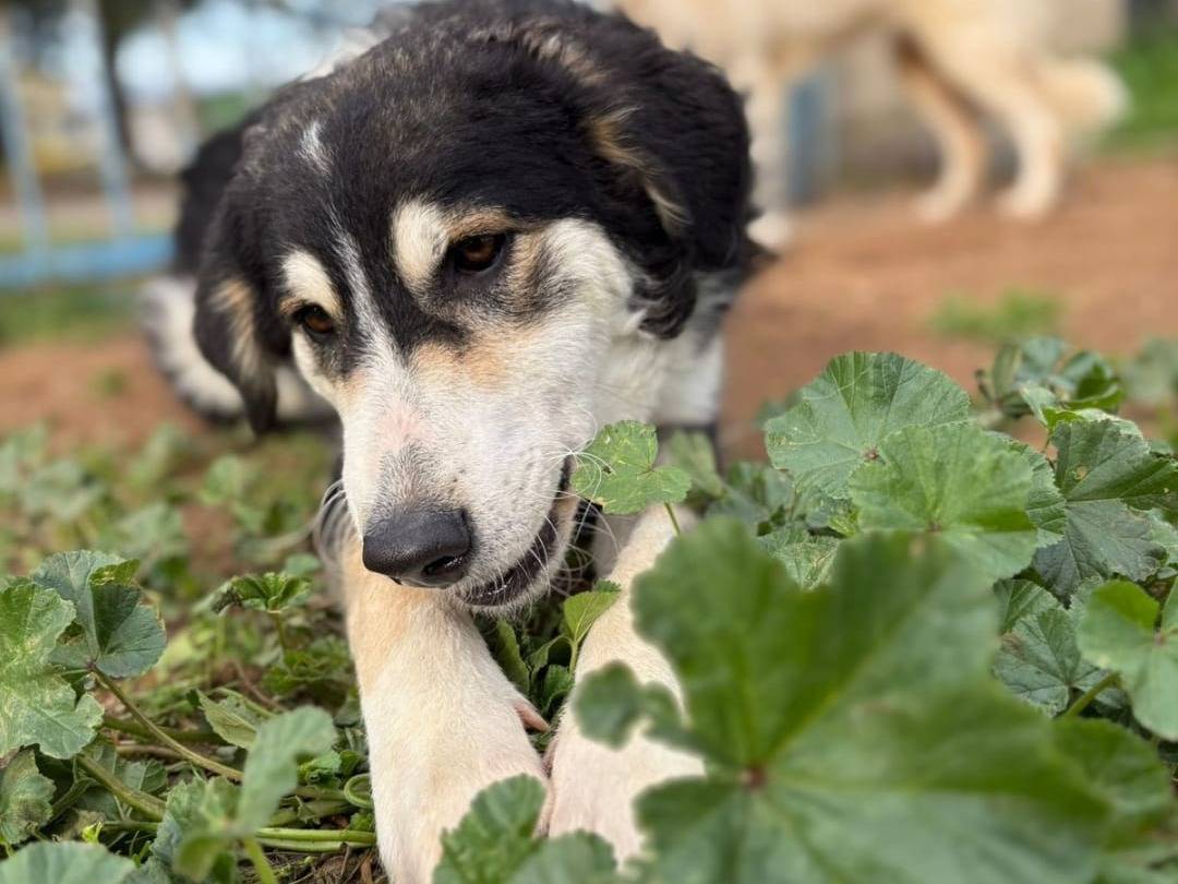 Adotta un cane, taglia media, femmina, Crotone