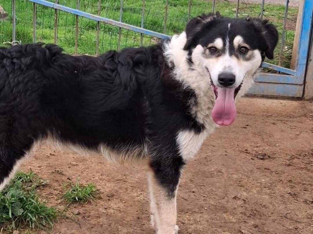 Vuoi adottare un cane a Crotone?