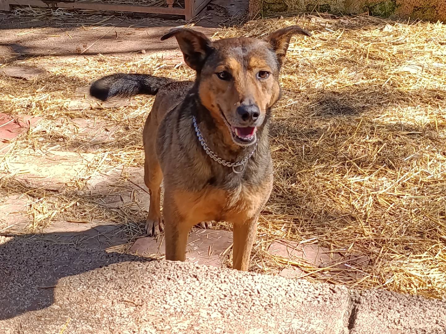Adozione cane, femmina, Razza sconosciuta Razza sconosciuta, 4 anni e 7 mesi, taglia media, Bari