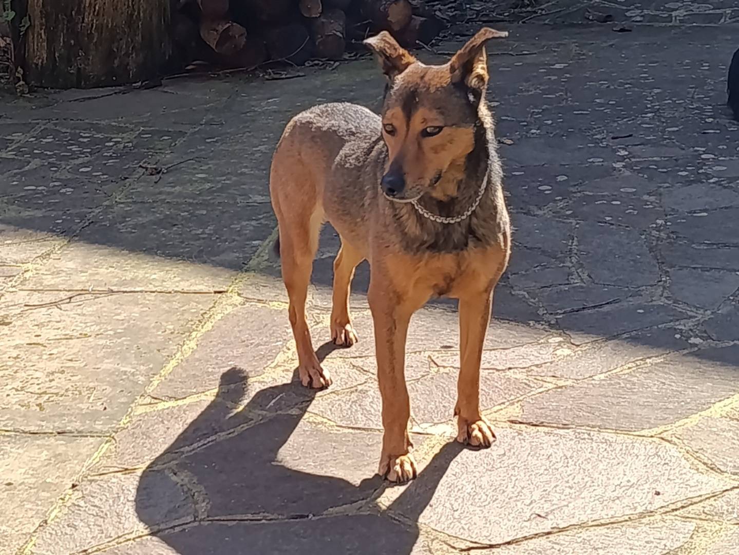 Adotta un cane, taglia media, femmina, Bari