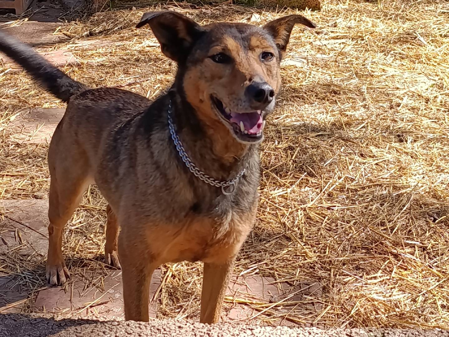 Vuoi adottare un cane a Bari?