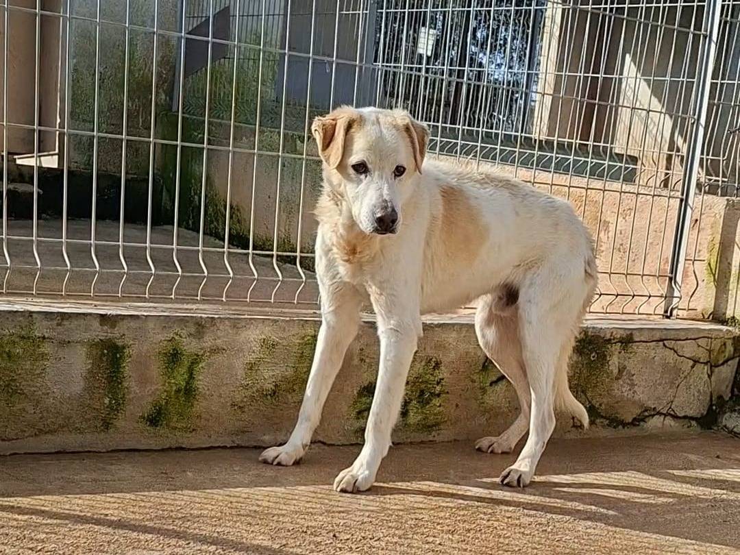Adozione cane, maschio, Razza sconosciuta Razza sconosciuta, 12 anni e 10 mesi, taglia media, Bari